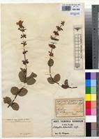 Image result for Syncolostemon bracteosus