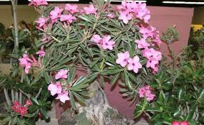 Image result for Adenium swazicum