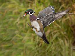 Landing Pose By Mark Bates 500px Bird Hunting Waterfowl Taxidermy Waterfowl Hunting