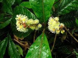 Image result for Argomuellera