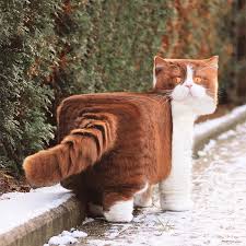 #animal #animals #photography #insane picture #animals pictures #wildlife #wildphotography #wildlife pictures #photoblog #photos #pictures. Gzudcmquabuvpm