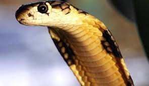 من رأى في المنام أن أسنانه تسقط جميعها فهذا يدل على العمر الطويل للرائي مقارنة بجيله من سنه، وربما دل على سداد الدين، وربما دل الحلم على الرغبات المدفونة داخل الشاب سواء طموحات وجمع مال أو زواج وعفة إن كانت الأسنان. ØªÙØ³ÙŠØ± Ø­Ù„Ù… Ø§Ù„Ø«Ø¹Ø¨Ø§Ù† Ù„Ù„Ù…Ø·Ù„Ù‚Ù‡ ÙÙŠ Ø§Ù„Ù…Ù†Ø§Ù… Ù„Ø§Ø¨Ù† Ø³ÙŠØ±ÙŠÙ† Ù…ÙˆØ³ÙˆØ¹Ø© Ø§Ù„Ù…Ø¯ÙŠØ±