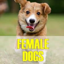 A perfect exotic dog name for a puppy with stunning eyes. Exotic Female Dog Names Best Funny Cool