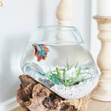 804 likes · 2 talking about this. Jual Produk Cupang Aquarium Unik Aquarium Termurah Dan Terlengkap Agustus 2021 Bukalapak