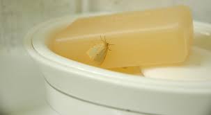 We did not find results for: How To Get Rid Of Moths And Prevent An Infestation Pest Defence