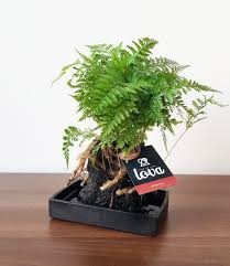 In the pteridophyte phylogeny group classification of 2016 (ppg i), it is the only genus in the family davalliaceae, which is placed in the suborder polypodiineae, order polypodiales. Lova Farn Davallia 1 Pflanze Gunstig Online Kaufen Mein Schoner Garten Shop