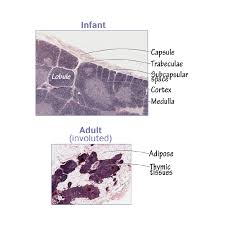 Image result for Thymus