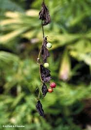 Image result for Zehneria keayana