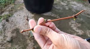 Beberapa botol anggur memiliki label dengan desain cantik. Cara Stek Batang Tanaman Anggur Kampustani Com