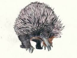 Echidna Print Anteater Australian Wildlife Print Ideal For Etsy Australian Wildlife Wildlife Prints Echidna