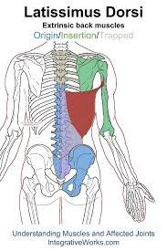 Pin On Back Extrinsic Origin Insertion