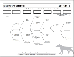 Scientific Classification Worksheet Animal Classification