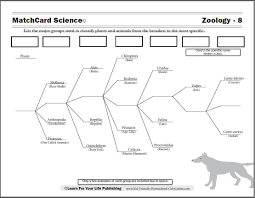 scientific classification worksheet animal classification