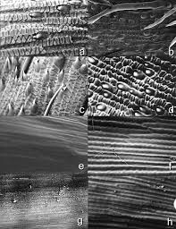 Image result for Agrostis kilimandscharica