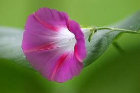 Pink Morning Glory Vine Seeds Reseeding Annual Pif Morning Glory Flowers Morning Glory Vine Garden Vines