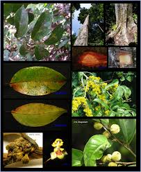 Image result for Peraceae