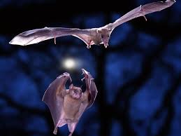 Flying fox fruit bats in the sky. On The Same Wavelength It S Not Just A Saying University Of California