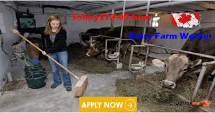 Urgent Vacancies Dairy Farm Worker Dairy Farms Worker Farm