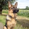 See more of 比利時狼犬 on facebook. 1