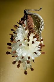 Pin By Wisdom Wit Quotes On Organic Horticulture Milkweed Seeds Seed Pods Planting Seeds