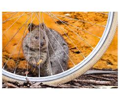Ethan Mann | A couple of weeks ago we visited Rottnest ...
