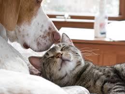 How does this process work? Vet Directory Page 4 22 The Good Vet Pet Guide
