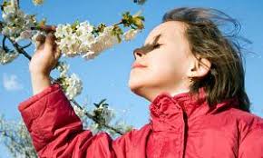 Come coltivare la salvia russa?