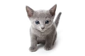 Unlike most kittens born with blue eyes, the russian blue has yellow eyes at birth, and by four months there is a bright green ring around the pupil. Baby Cat Russian Blue Kitten Russian Blue Cats And Kittens