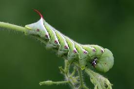 Black And Red Caterpillar With Horn Caterpillar Identification Caterpillar Hornworm Tomato Hornworm