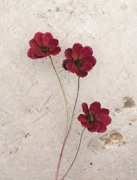We did not find results for: How To Make A Chocolate Cosmos Paper Flower Botanical Brouhaha