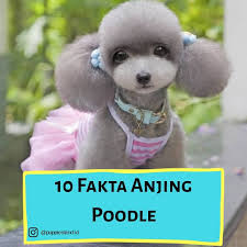 Poodle Atau Pudel Adalah Jenis Anjing Yang Sangat Lucu Dan Menggemaskan Ia Tergolong Anjing Populer Yang Datang Dalam Anjing Poodle Poodle Pudel
