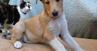 With their breeder, waiting for you! Smooth Collie Puppies And Older Dogs For Sale In The Uk And Europe Collie Puppies Smooth Collie Puppy Smooth Collie