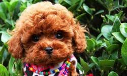 Maybe you would like to learn more about one of these? Toy Poodle For Sale Teddy Bear For Sale In Richmond Hill Ontario Nice Pets Online