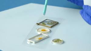I live in the us, so i can only attest for where to find dried flowers in my country. Diy Tutorial How To Preserve Dried Flowers In Resin Jewelry Domestika