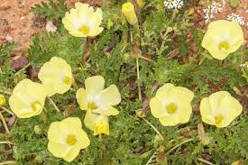 Image result for Grielum