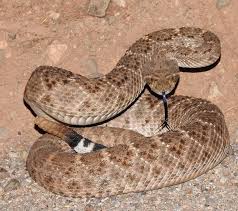 Western Diamondback Rattlesnake Crotalus Atrox 92618 Rattlesnake Rattlesnake Tattoo Taxidermy Display