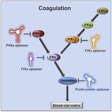 Image result for Anticoagulation Pathway