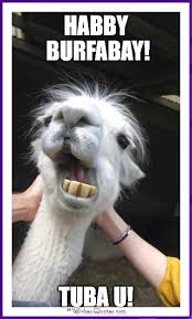 Happy Birthday Memes With Funny Cats Dogs And Animals Funny Happy Birthday Meme Happy Birthday Animals Happy Birthday Cat