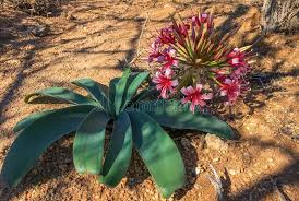 Image result for Ammocharis