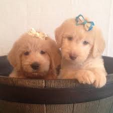 We breed giant schnauzers with standard poodles, which results in our lovable giant schnoodle puppies. Colorado Giant Schnoodles Home Facebook