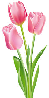 Pink Tulips Png Clipart Image Flower Clipart Tulip Painting Flower Painting