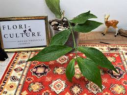 Image result for Ochna polyneura