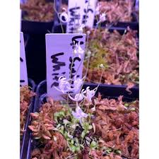 Image result for Utricularia sp.no.1
