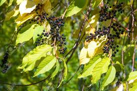 Black cherry is also commonly called wild black cherry, rum cherry, and mountain black cherry. Autumn Landscape Berries Bird Cherry A Small Wild Cherry Tree Stock Photo Picture And Royalty Free Image Image 141858908
