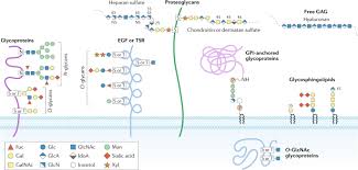 We did not find results for: Glycosylation In Health And Disease Nature Reviews Nephrology