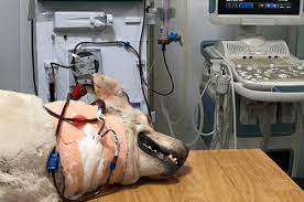 #meatup #feedrealfeedclean #petgrowth #smarterandstrongerpuppy #healthyskinandcoat #petsbowl. Best Online Veterinary Hospital In Rohini East Of Kailash Greater Kailash New Friends Colony Pitampura Max Vets