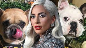 (l) lady gaga attends the metropolitan museum of art costume institute gala; Lady Gaga S Dogs Stolen After Dog Walker Shooting Youtube