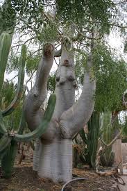 Image result for Tragia hildebrandtii