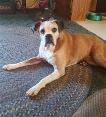 Oldest Living Boxer Dogs Stats
