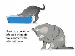 Keep her on dry cat food and water ( with pinch of salt and sugar) till her her tummy comes back to normal and stools normalise. Feline Infectious Peritonitis Vca Animal Hospital